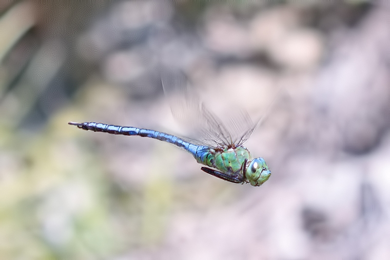 Anax imperator